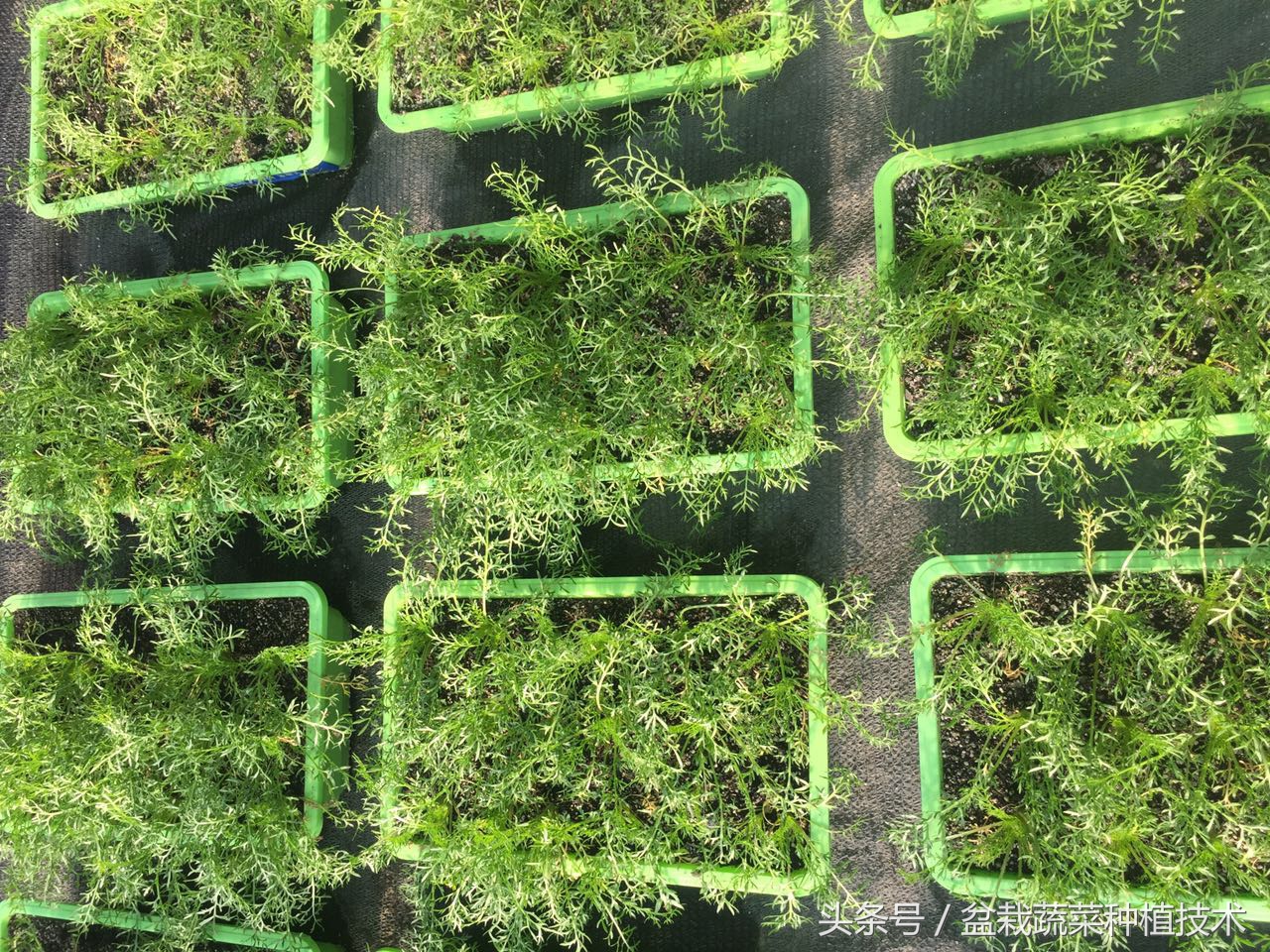 玛咖本是秘鲁蔬菜,现在回归餐桌,在中国菜谱上是否会有一席之地