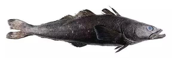 认鱼啦！为了吃垮海鲜自助餐厅，你得认识最贵的“鳕鱼”