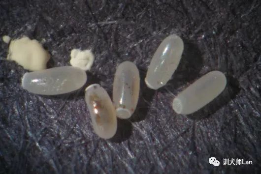 家中有婴儿跳蚤怎么去除最快方法,家中杀跳蚤的步骤和注意事项