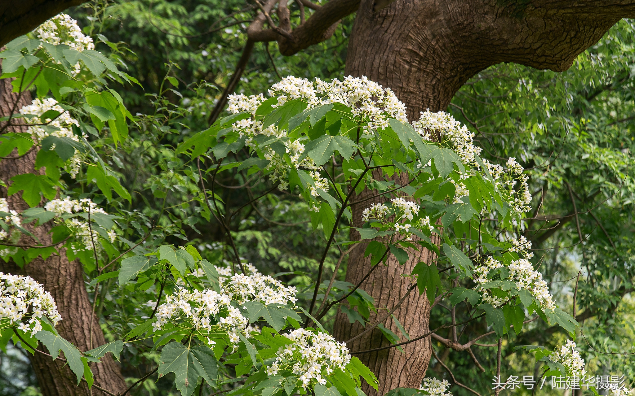 婺源篁岭最美村落,婺源有着中国最美山村称号