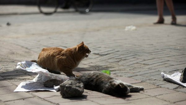 公猫用身体守护被撞母猫解读,怀孕母猫被救后续