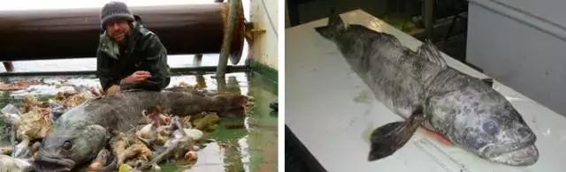 认鱼啦！为了吃垮海鲜自助餐厅，你得认识最贵的“鳕鱼”