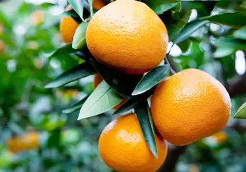 武汉周边果园采摘攻略,武汉5月份可以采摘的采摘园