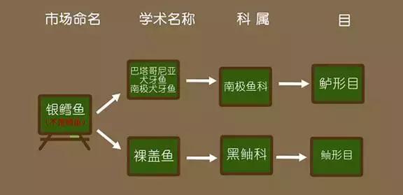 认鱼啦！为了吃垮海鲜自助餐厅，你得认识最贵的“鳕鱼”