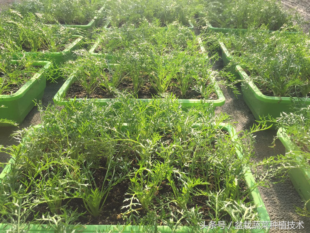 玛咖为什么会跌下神坛,玛卡跌落神坛