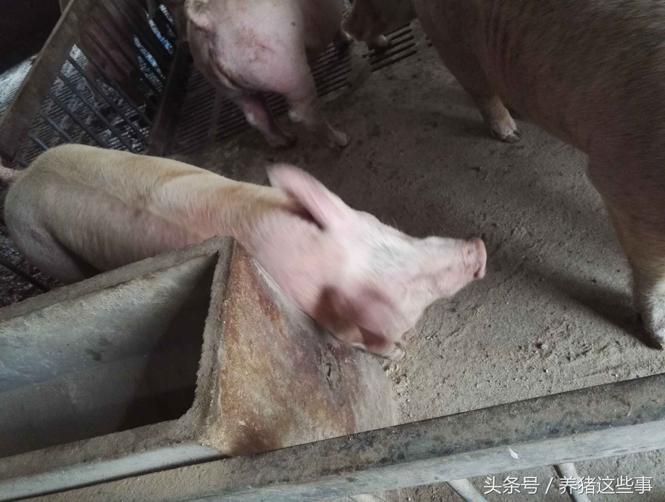 猪疥虫治疗方法,猪疥螨病怎么治疗