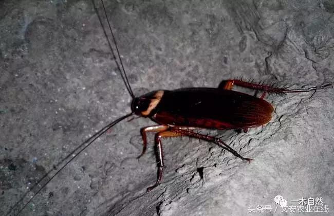 秋天昆虫图谱大全,室内常见昆虫图谱