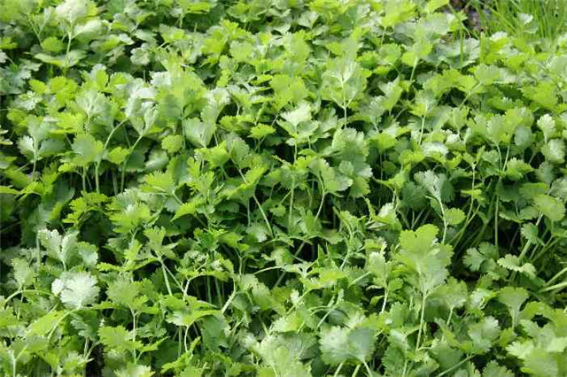 农村常见的100种植物,100种常见草本植物