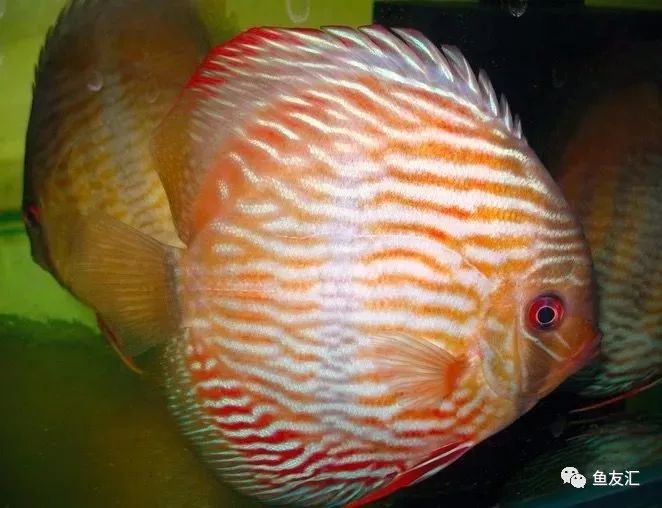 野菜分类,野彩和家彩的饲养区别