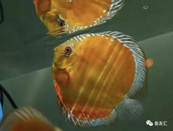 野菜分类,野彩和家彩的饲养区别