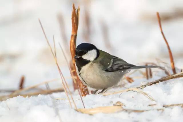 大雪时期饮食养生的最全攻略,大雪节气养生七大原则