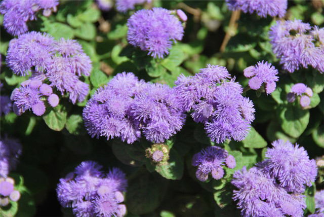 农村常见的100种植物,100种常见草本植物