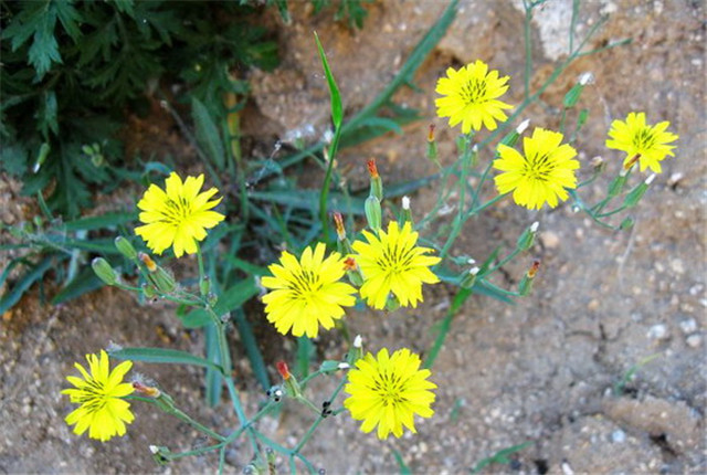 农村常见的100种植物,100种常见草本植物