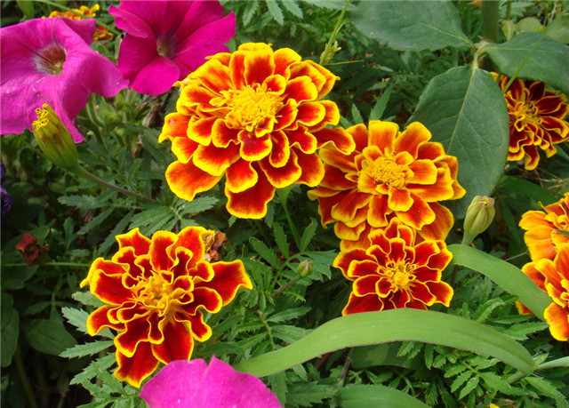 农村常见的100种植物,100种常见草本植物