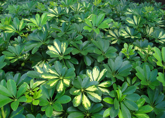 农村常见的100种植物,100种常见草本植物