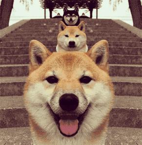 蒙阴蜜桃测评,2019蒙阴蜜桃