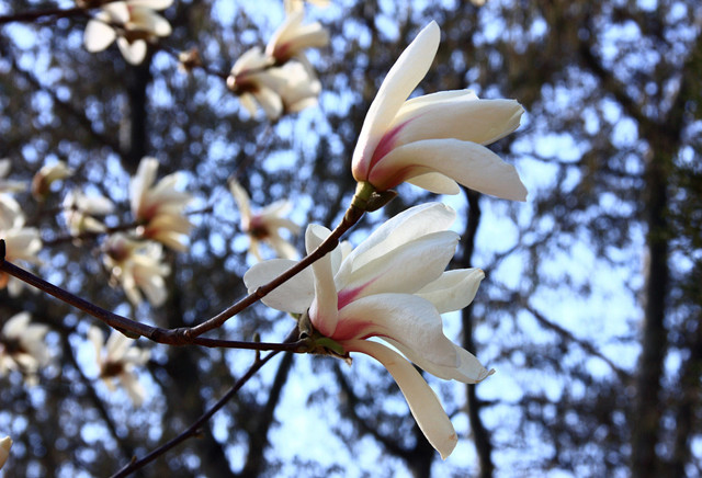 农村常见的100种植物,100种常见草本植物