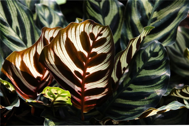 农村常见的100种植物,100种常见草本植物