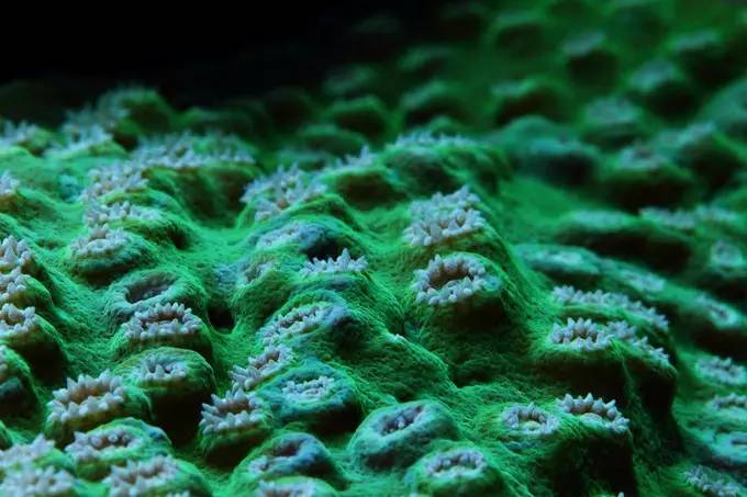 大型海缸欣赏,海缸有什么可玩的