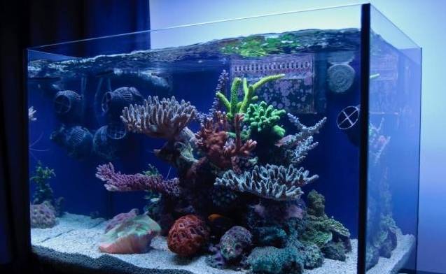 新手玩海缸教程,初学者玩海缸视频