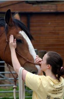 如何给马按摩?来见识一下这种“马杀鸡”吧!
