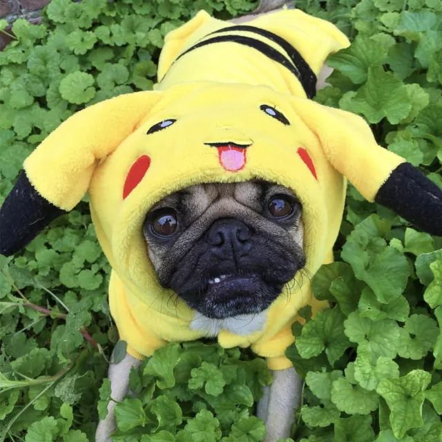 潮狗道格“爷是你无法攀登到的高度”丨每日午间报