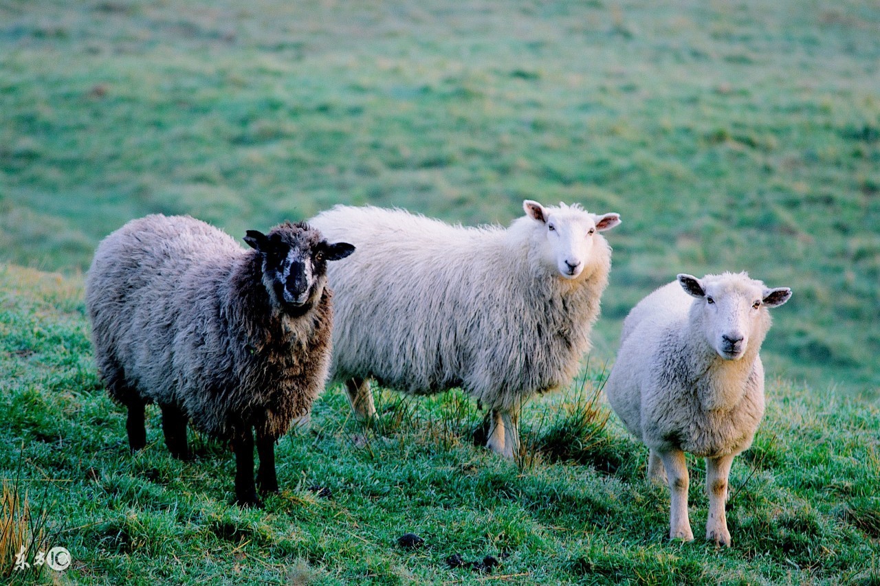 养羊的前期的准备工作,养羊技术大全羔羊的管理视频
