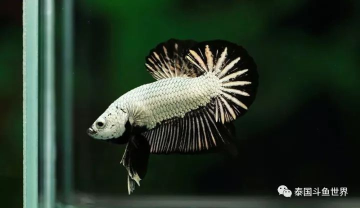 黑龙将军斗鱼,泰国斗鱼蓝黑将军