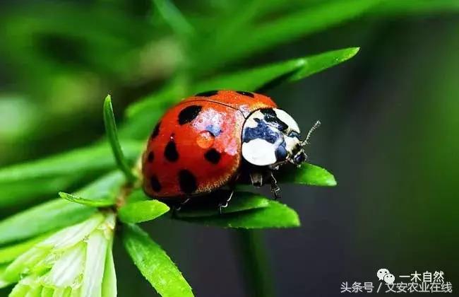 秋天昆虫图谱大全,室内常见昆虫图谱