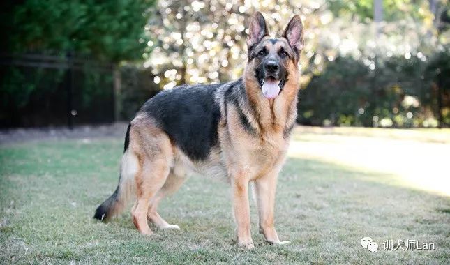 德国牧羊犬——护卫者适应性强非常聪明，看您适不适合养？