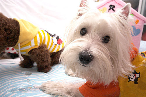 狗狗智商排名介绍,狗狗智商排行列表