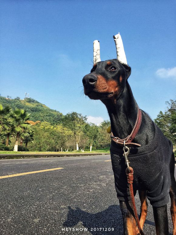 公园里的红狗HEYSHOW俘虏了0-80岁的芳心