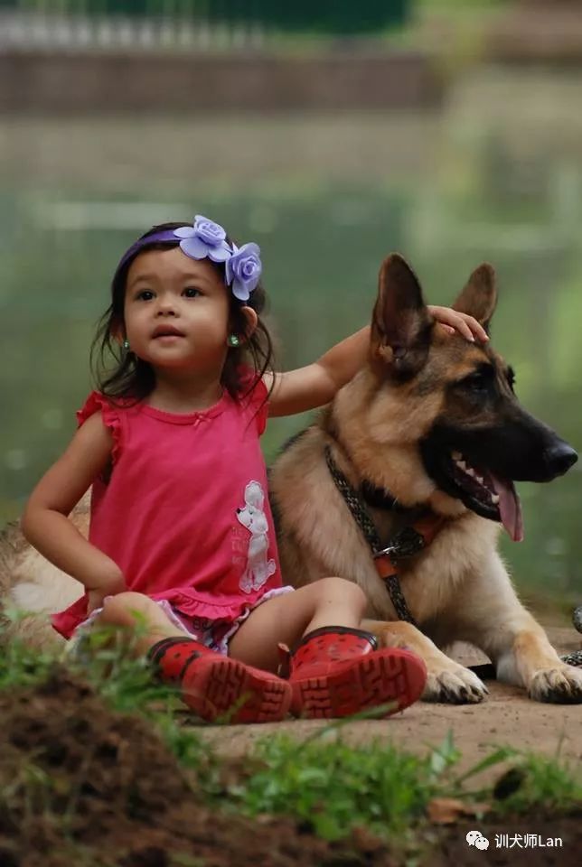 德国牧羊犬——护卫者适应性强非常聪明，看您适不适合养？