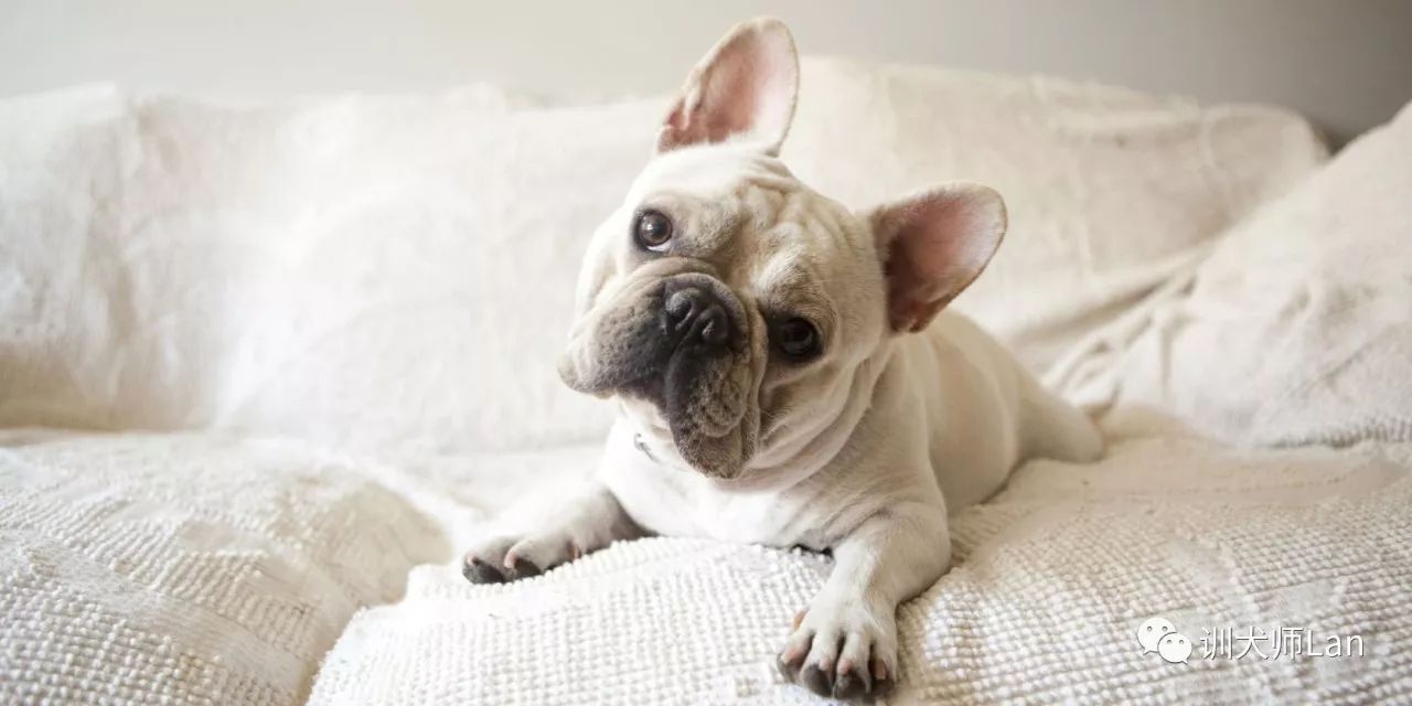 怎么快速教会幼犬拜拜,如何制止成年犬吠叫