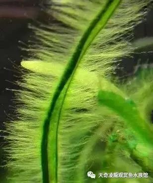 草缸防止藻类爆发,草缸十大危险鱼排名