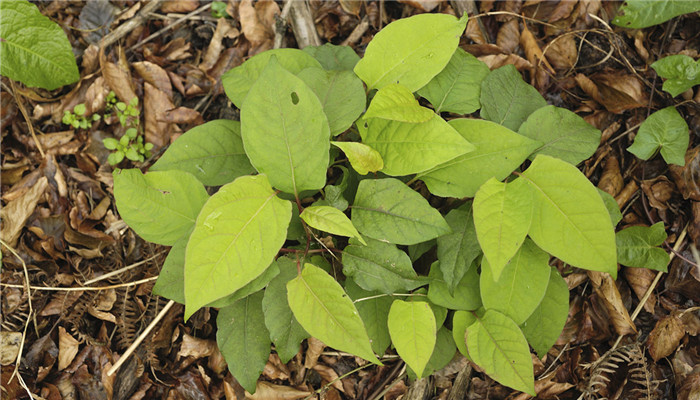 虎杖及虎杖提取物,虎杖根茎提取物