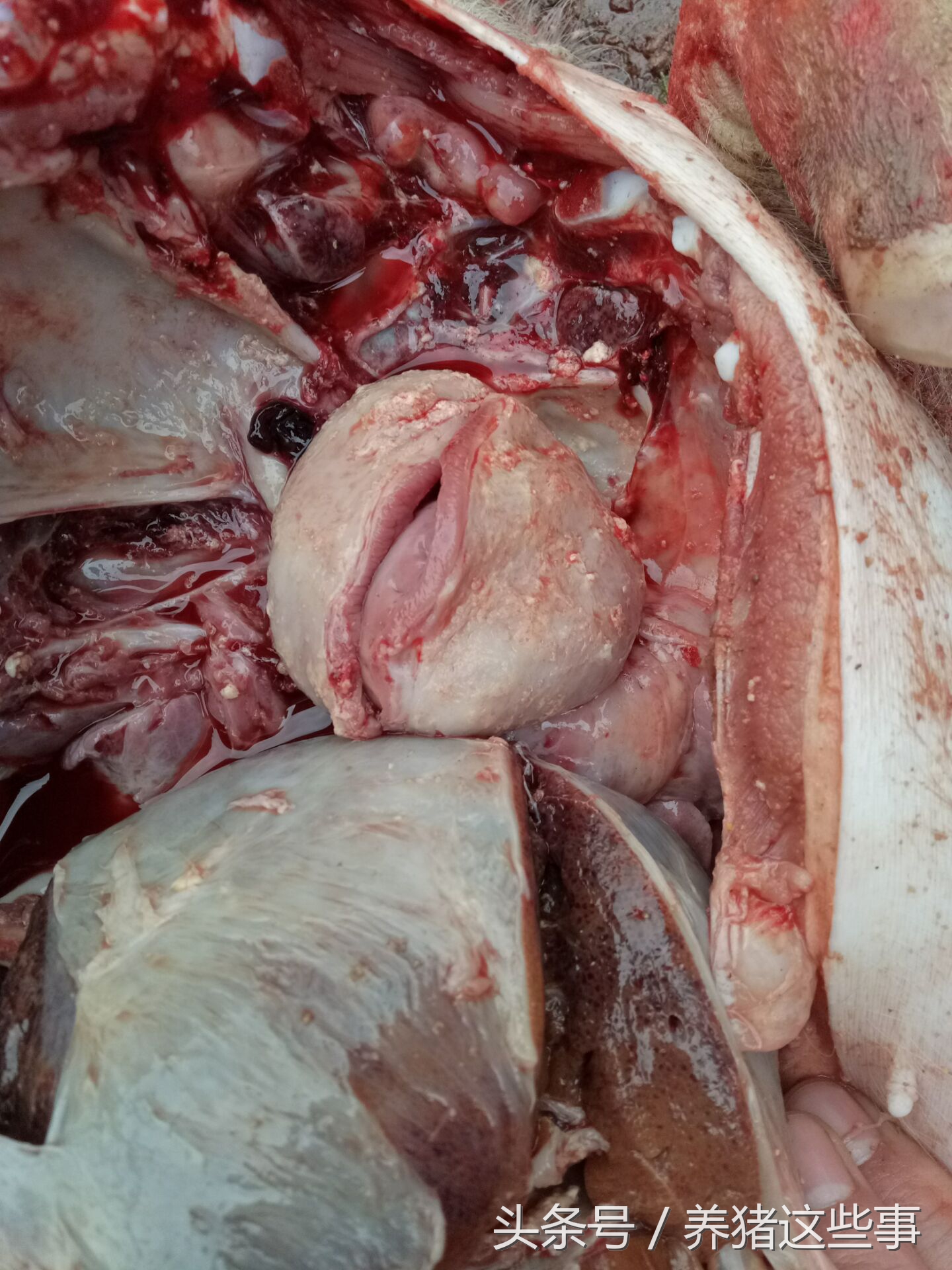 副猪嗜血杆菌病的主要临床表现为,副猪嗜血杆菌病症状和治疗方法