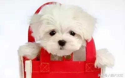 警惕这些行为可能会让狗狗短命,你知道狗狗有哪些求救行为吗