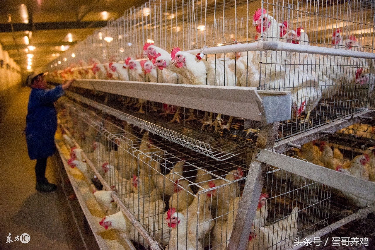 大雪天气怎么保护鸡,室内养殖鸡如何保温