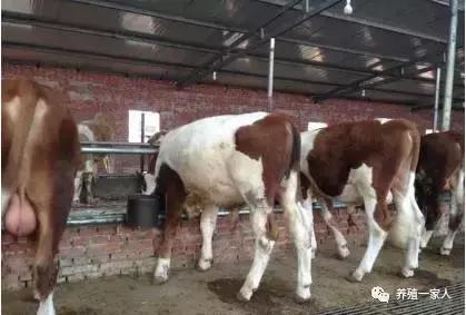 养牛漏粪板的规格和价格,养牛场漏粪板视频