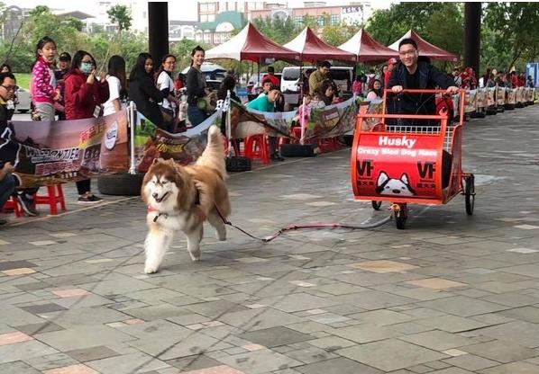 雪橇犬哈士奇比赛,雪橇竞速哈士奇