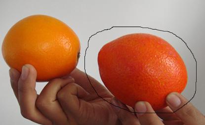 橙子爆珠怎么辨真假,橙子苗怎么鉴别真假