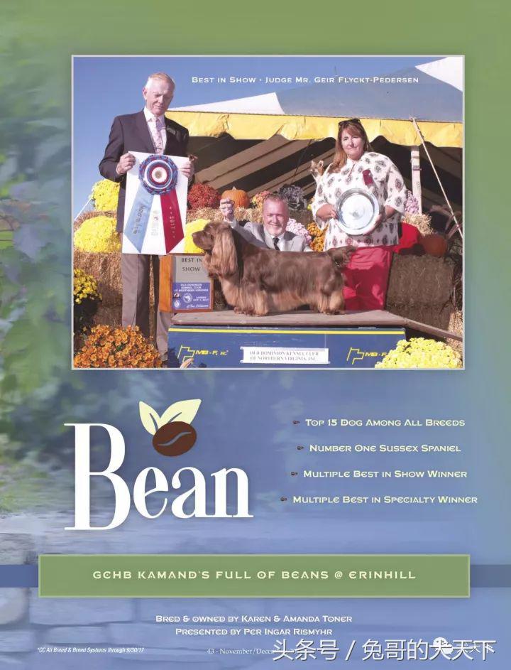 akc最受欢迎犬种排名,akc将犬种分为七个组别分别是