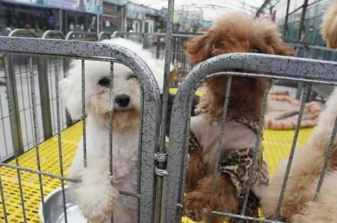 狗场黑幕,狗市骗局