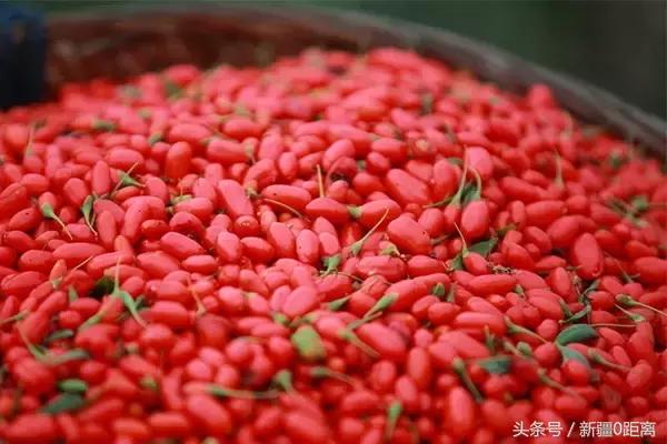 新疆精河枸杞贡果,新疆精华枸杞