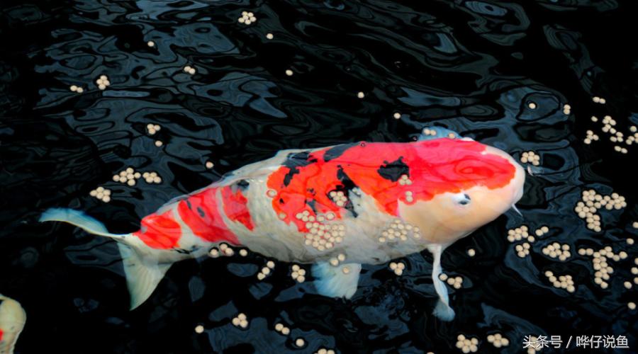 新手养鱼不死鱼的方法,养鱼不死鱼的三个小妙招