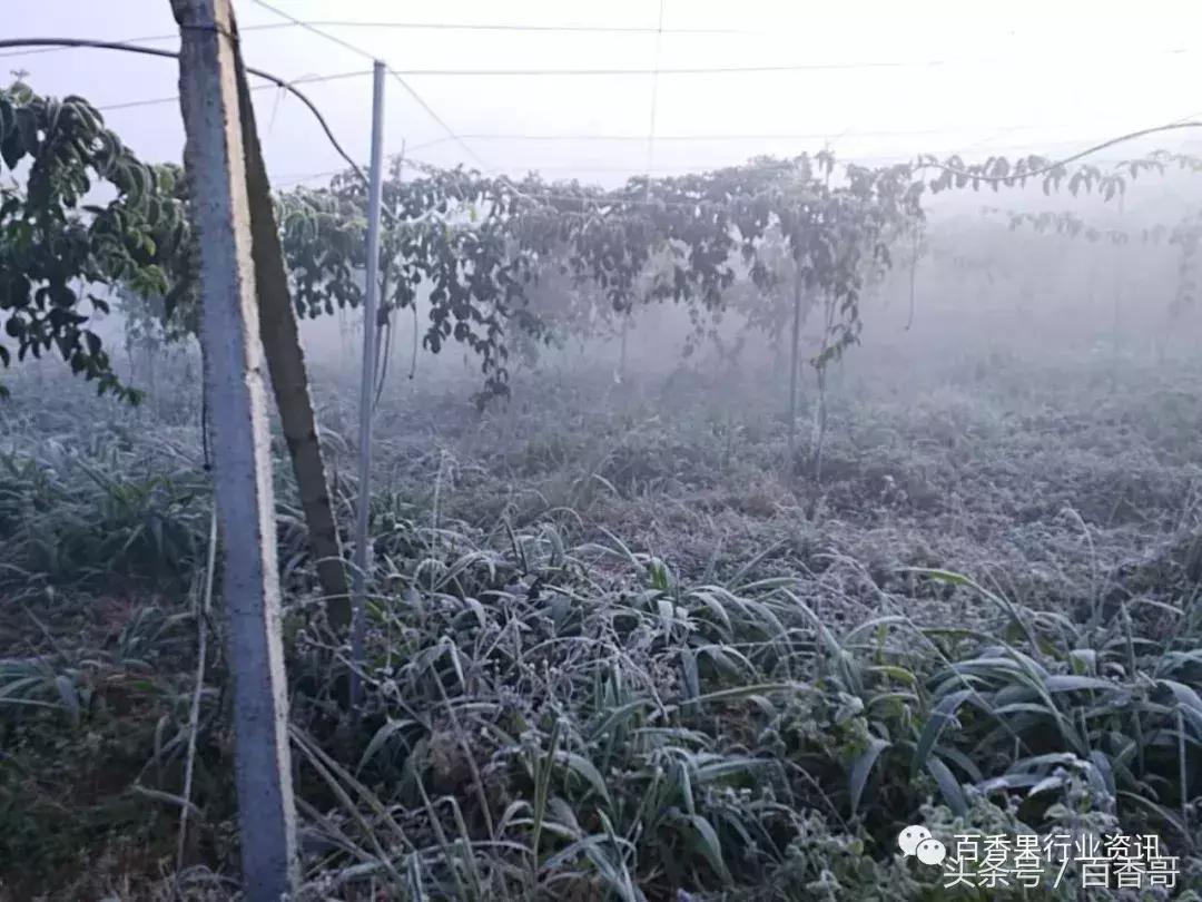 百香果防霜冻最有效的方法,百香果如何对付霜冻天气