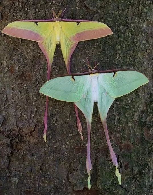 如何分辨蛾子的幼虫和蝴蝶的幼虫,蛾子和蝴蝶哪个身体纤细体毛少