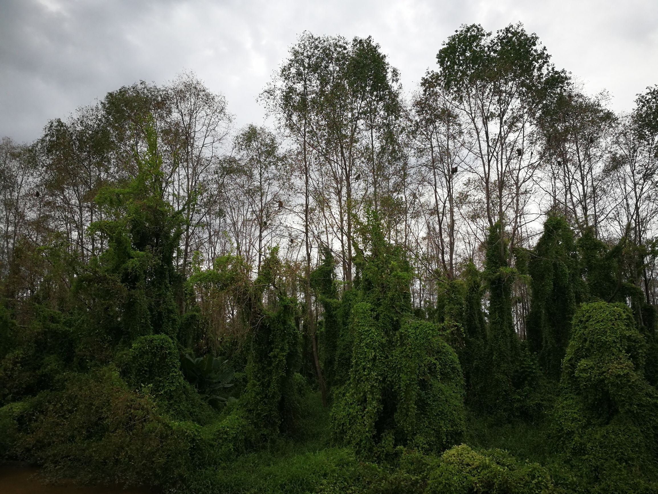 第一次沙巴克攻城,探索马来西亚沙巴美丽之旅