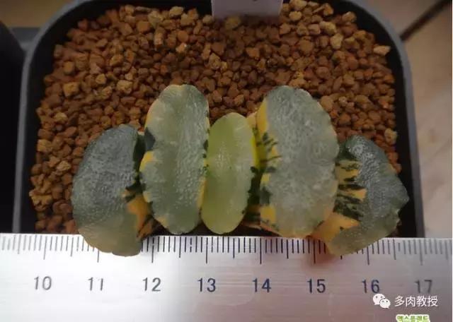 速看!韩国大棚主10大多肉镇店之宝,美呆了!